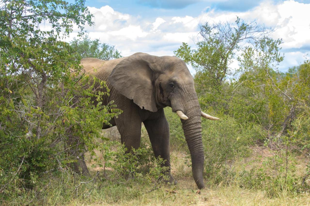 Mvuradona Safari Lodge Marloth Park Exterior photo